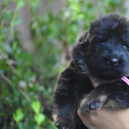 Pink collar female - Black and red female German Shepherd puppy in Marianna, Florida from Haus M Godwin