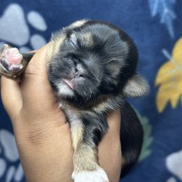 Ckc OCEAN - Black and tan male Shih Tzu puppy in Roseville, Michigan from Diamond Paws LLC