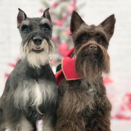 Miniature Schnauzers from Rodriguez Mini Schnauzers