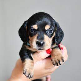 Sophia - Black and cream female Dachshund puppy in Youngstown, Florida from Paradox Dachshunds