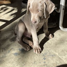 Weimaraner Puppies from Rowan’s Weimaraners