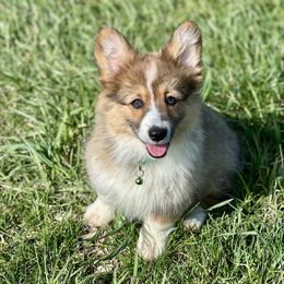 Mint Collar Girl Aurora - Sable Pembroke Welsh Corgi puppy in Paris, Kentucky from Flat Run Corgis