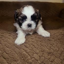 Shih Tzu Puppies from Caroline Mendes