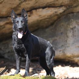 Berry - German Shepherd