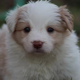 Gold female 1 - Gold female Border Collie puppy in Tylertown, Mississippi from Cool Meadow Farms