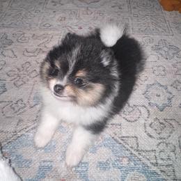 Buzz - Tri-colored male Pomeranian puppy in Fredericksburg, Virginia from Designer Dog Society