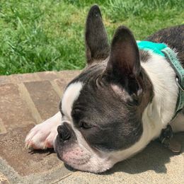 Boston Terriers from Brittney’s Tennessee Terriers