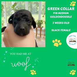 Olive: Light Green Collar - Black female Goldendoodle puppy in Raceland, Louisiana from Cajun Doodles