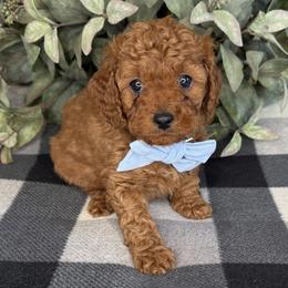 Dustin - Blue - Red male Cavapoo puppy in South Jordan, Utah from Simply Sweet Paws. LLC