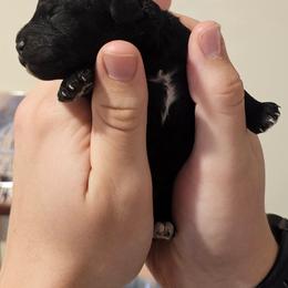 Bolt - Black male Poodle puppy in Clyde, North Carolina from Adorable Puppy Poodles