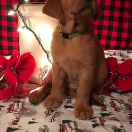 Labrador Retriever Puppies from Mountain Top View Fox Red Labs