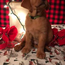 Labrador Retriever Puppies from Mountain Top View Fox Red Labs