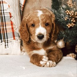 Pink collar girl - Apricot female Goldendoodle puppy in Spokane, Washington from Beloved_doodles_WA