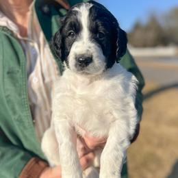 Cedar - Parti male Goldendoodle puppy in Lancaster, Pennsylvania from Doodles in the Skye