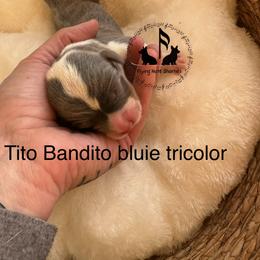 Tito Bandito - Blue male Pembroke Welsh Corgi puppy in Casper, Wyoming from Flying Note Shorties