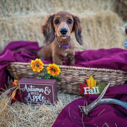 Tweetie - Dachshund