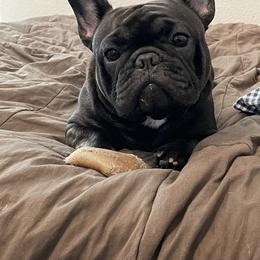 French Bulldog Puppies from Peaceful Prayers French Bulldogs