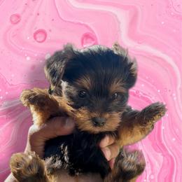Pink - Black and tan female Yorkshire Terrier puppy in Pomona, California from Lunio's Yorkies