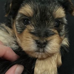 Morkies from Fallone Morkies