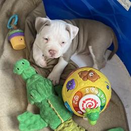 Lilac tri tuxedo - white head - male American Bully puppy in Russellville, Kentucky from Mud-E Acres Kennel