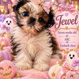 Jewel - Brindle and white female Shih Tzu puppy in Dallas, Texas from Almost Heaven Shih Tzu