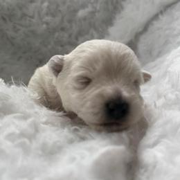 Candy - White female West Highland White Terrier puppy in North Muskegon, Michigan from Bountiful Westies of West Michigan