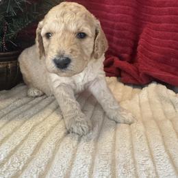 Rochelle (pink) - female Goldendoodle puppy in Fayettville Ar, Arkansas from Ozark Bulldogs and doodles