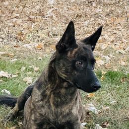 Dutch Shepherd puppies from Century Hills Farm