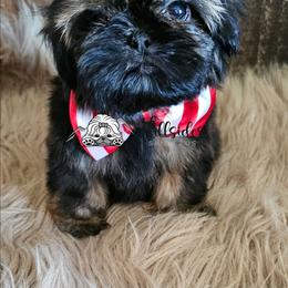Favor - Sable male Shih Tzu puppy in Sanger, California from Hillsides Shih-Tzu
