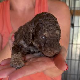 Girl 1 - Phantom female Poodle puppy in Wentworth, South Dakota from PaintersPreciousPoodles