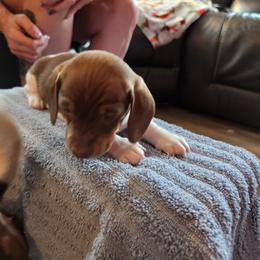 Hank - Piebald male Dachshund puppy in Sacramento, California from Cathy's Dachshunds