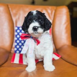 Pork chop - Black and white male Bernedoodle puppy in New Harmony, Indiana from Cottonwood Farms