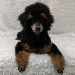 Poodle Puppies from Posay Miniature Poodles