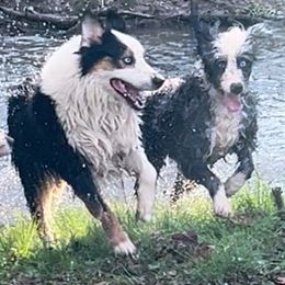 Aussiedoodle, Australian Shepherd, and Toy Australian Shepherd Puppies from Tumblin T Aussies and Aussiedoodles