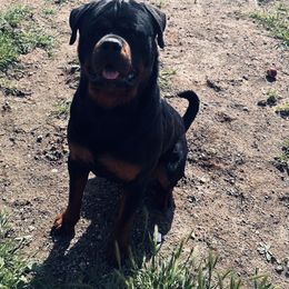 Rottweiler Puppies from Ride or Die Rottweilers