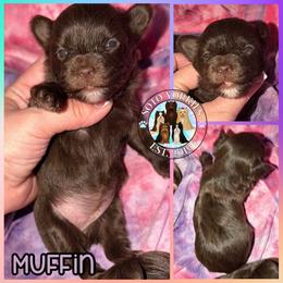 Muffin - Liver female Yorkshire Terrier puppy in London, Kentucky from Soto Yorkies