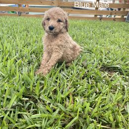 Goldendoodle Puppies from The Miller's Goldendoodles