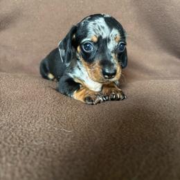 Apollo - Dapple male Dachshund puppy in Opelika, Alabama from Dachshund Darlins