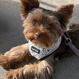 Yorkshire Terriers from Yorkie_Wonderland