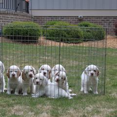 Clumber Spaniel Puppies from SunMagic Clumber Spaniels