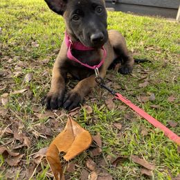 Anise (Dk. Pink Collar) - Red sable female Belgian Malinois puppy in Woodway, Texas from New Beginning Belgians