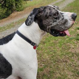Frank - Mantle merle male Great Dane puppy in Gig Harbor, Washington from Lakaya Danes