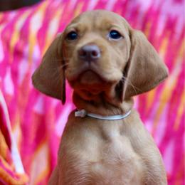 Piglet - Golden rust male Vizsla puppy in Bloomington, Indiana from Envizion