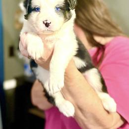 Lovebug - Black tri-color female Australian Shepherd puppy in Williston, Florida from Over The Rainbow Aussies