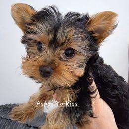 Boy 1 - Black and tan male Yorkshire Terrier puppy in Burley, Idaho from Aspen Yorkies