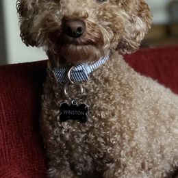 Poodles from Winston Mini Poodle Stud