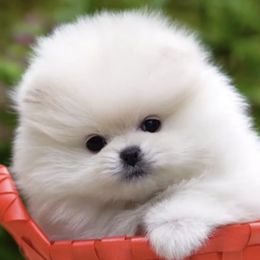 Bernedoodles, Cavapoos, Goldendoodles, and Pomeranians from Petite Posh Puppies