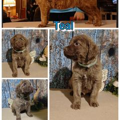 Boy 1 - Light brown male Chesapeake Bay Retriever puppy in Laporte, Minnesota from Northern Odyssey Gun Dogs