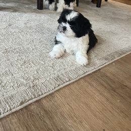 Boy 5 - male Shih Tzu puppy in Durham, Maine from Barrington's Golden Retrievers and Shih Tzu
