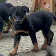 Middy - Black and rust female Beauceron puppy in Floyd’s Knobs, Indiana from Birdwing Beaucerons
